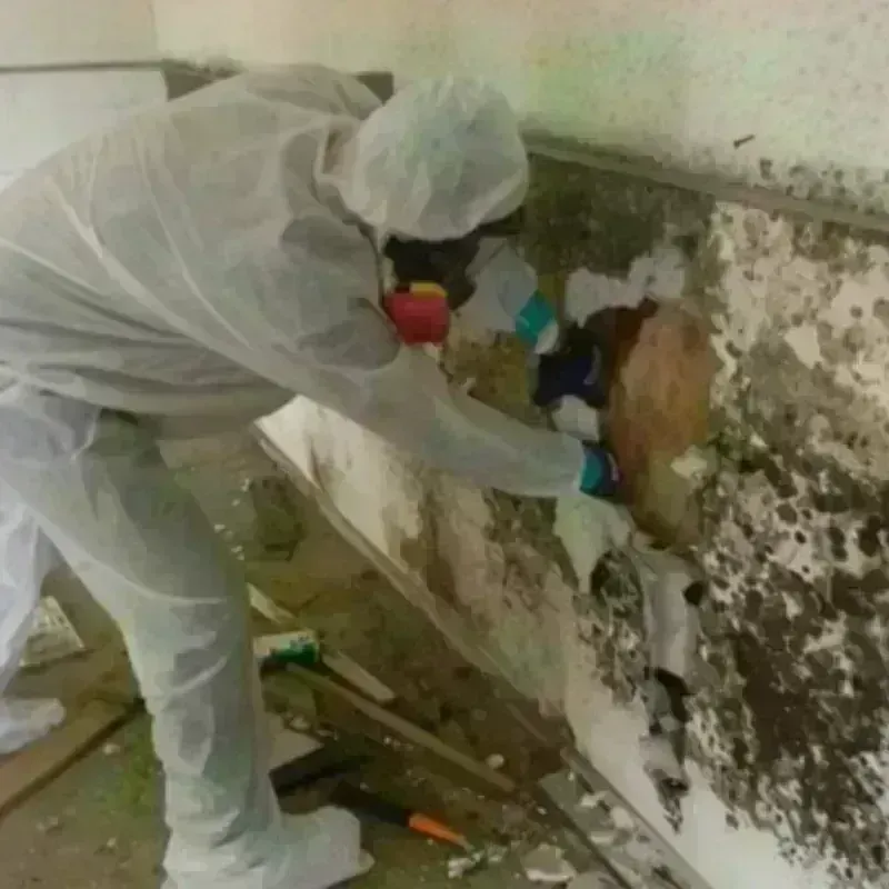 Mold Remediation and Removal in Monticello, AR